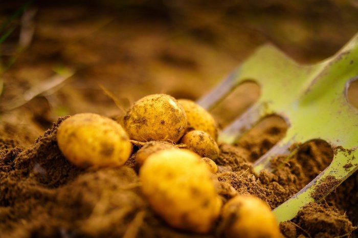 das Foto zeigt Kartoffeln in der Erde mit Grabegabel