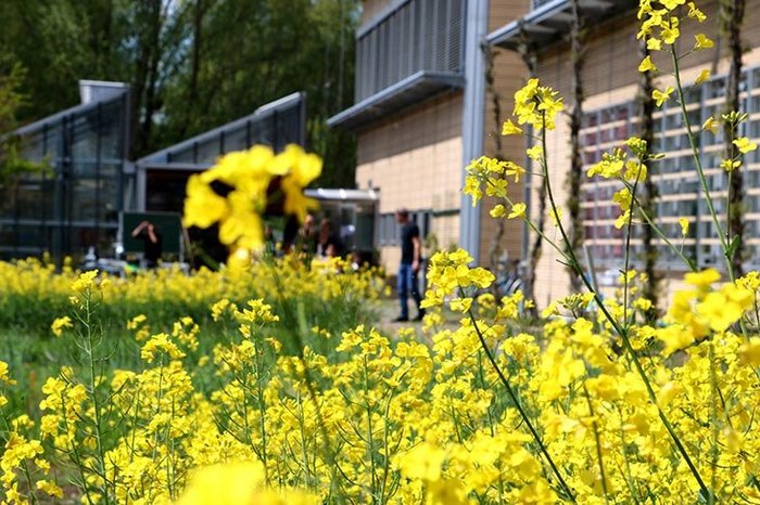 Das Foto zeigt Blumen auf dem Campusgelände, eine Freudliche Umgebung fördert die Motivation